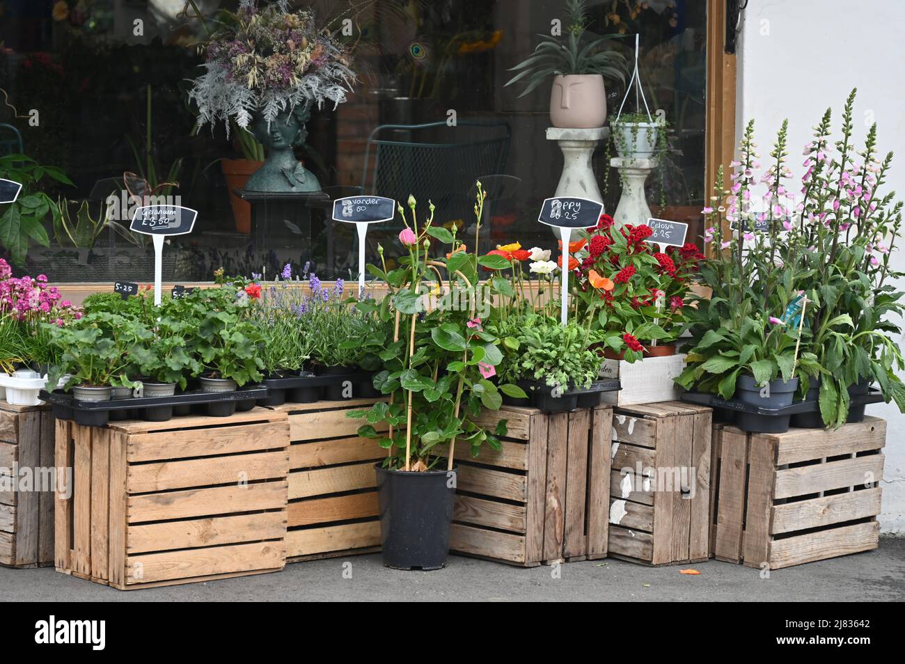 Daisies Flower Shop su Walton Street, nel sobborgo di Oxford di Gerico Foto Stock