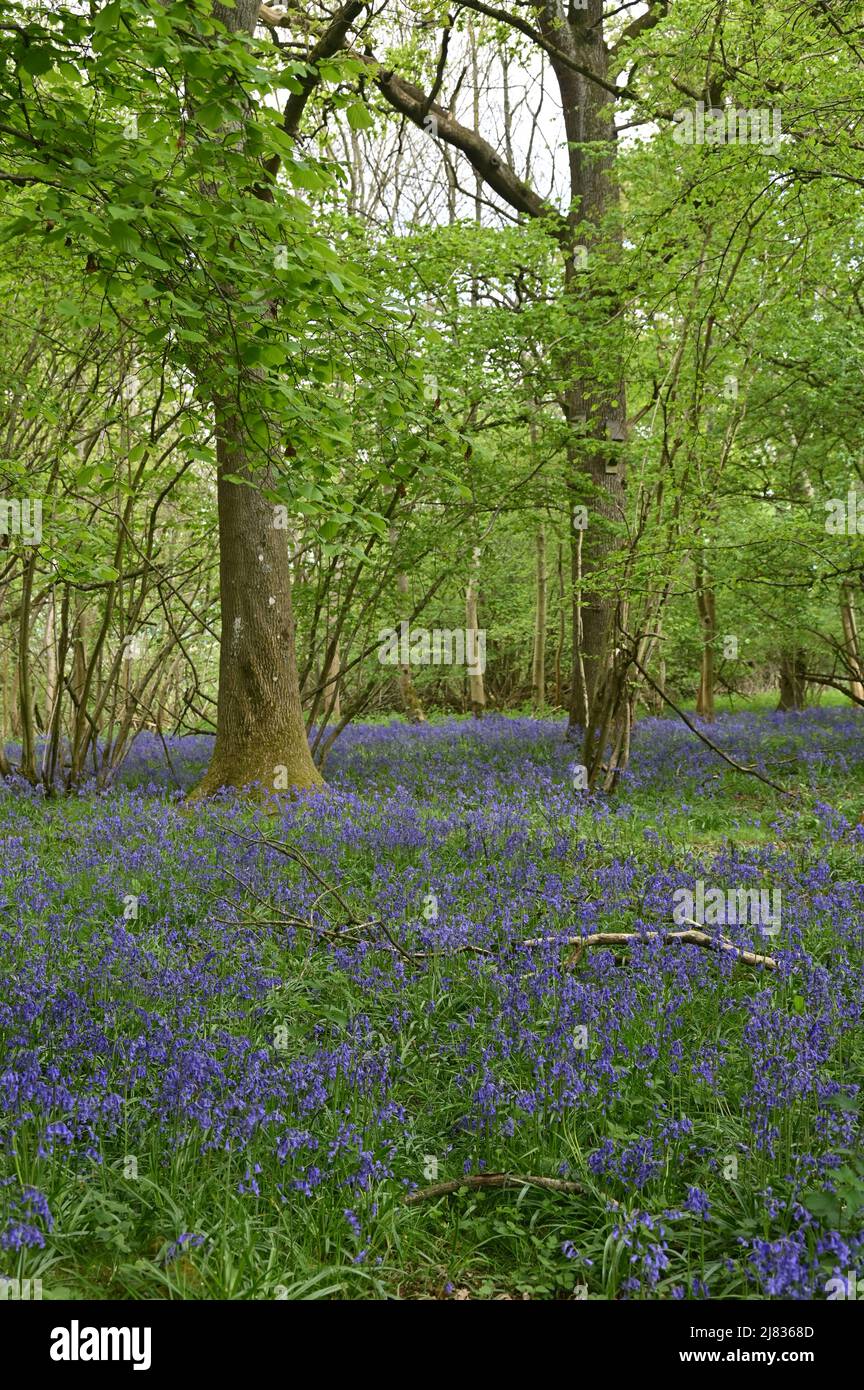 Fine aprile/inizio maggio è il momento ideale per vedere le campane in fiore nei boschi di Whichford vicino al villaggio Warwickshire con lo stesso nome Foto Stock