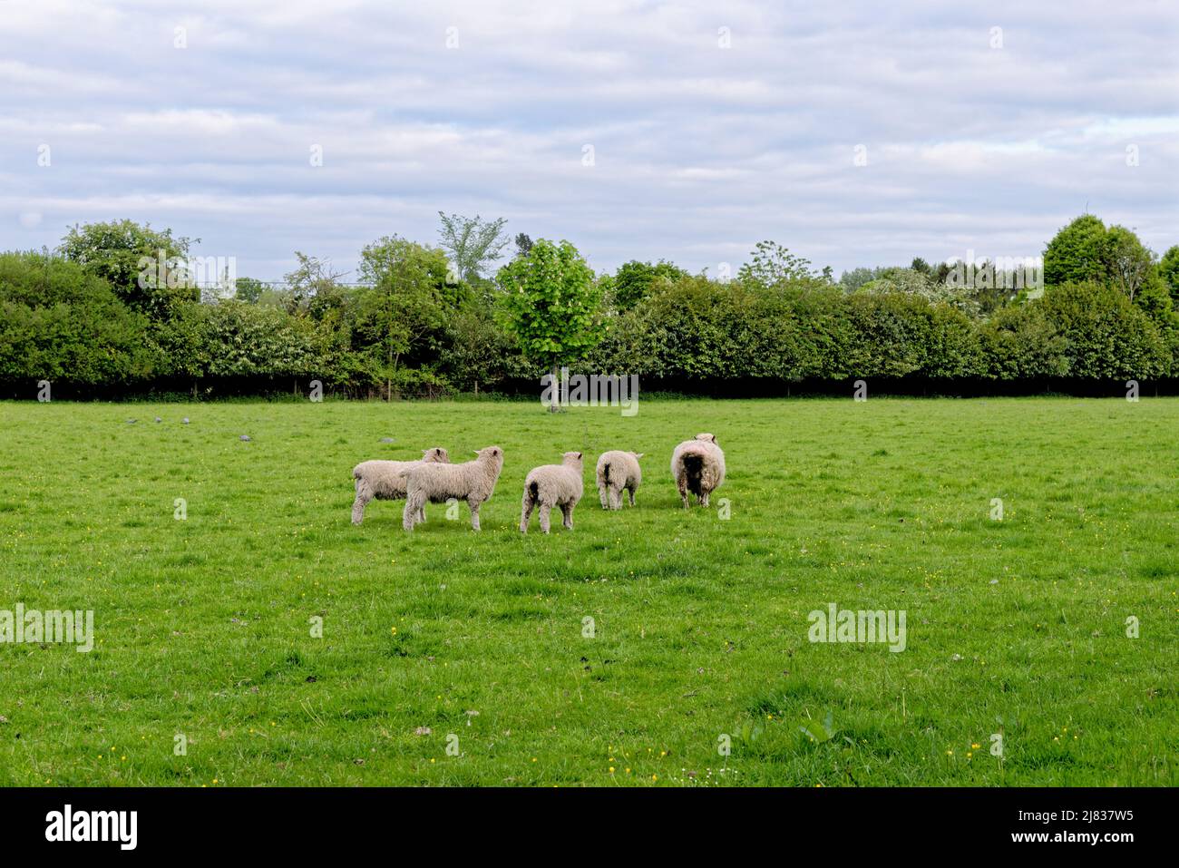 Sheep on the Field - Bourton on the Water, Gloucestershire, Inghilterra, Regno Unito Foto Stock