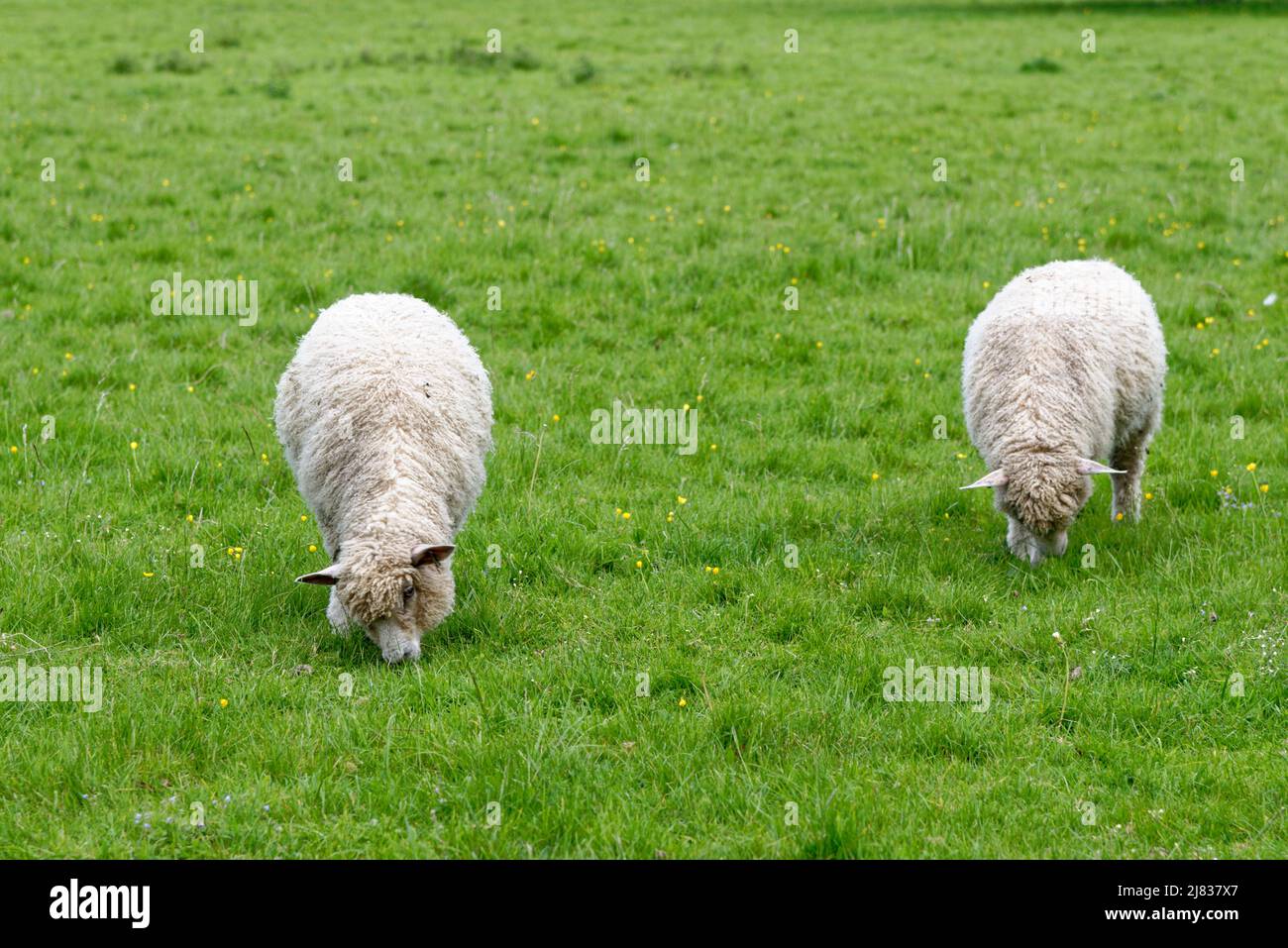 Sheep on the Field - Bourton on the Water, Gloucestershire, Inghilterra, Regno Unito Foto Stock