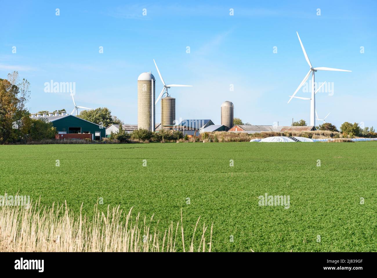 Fattoria con silos di cemento e alte turbine eoliche sullo sfondo in una chiara giornata autunnale. Concetto di Angricoltura ed energia rinnovabile. Foto Stock