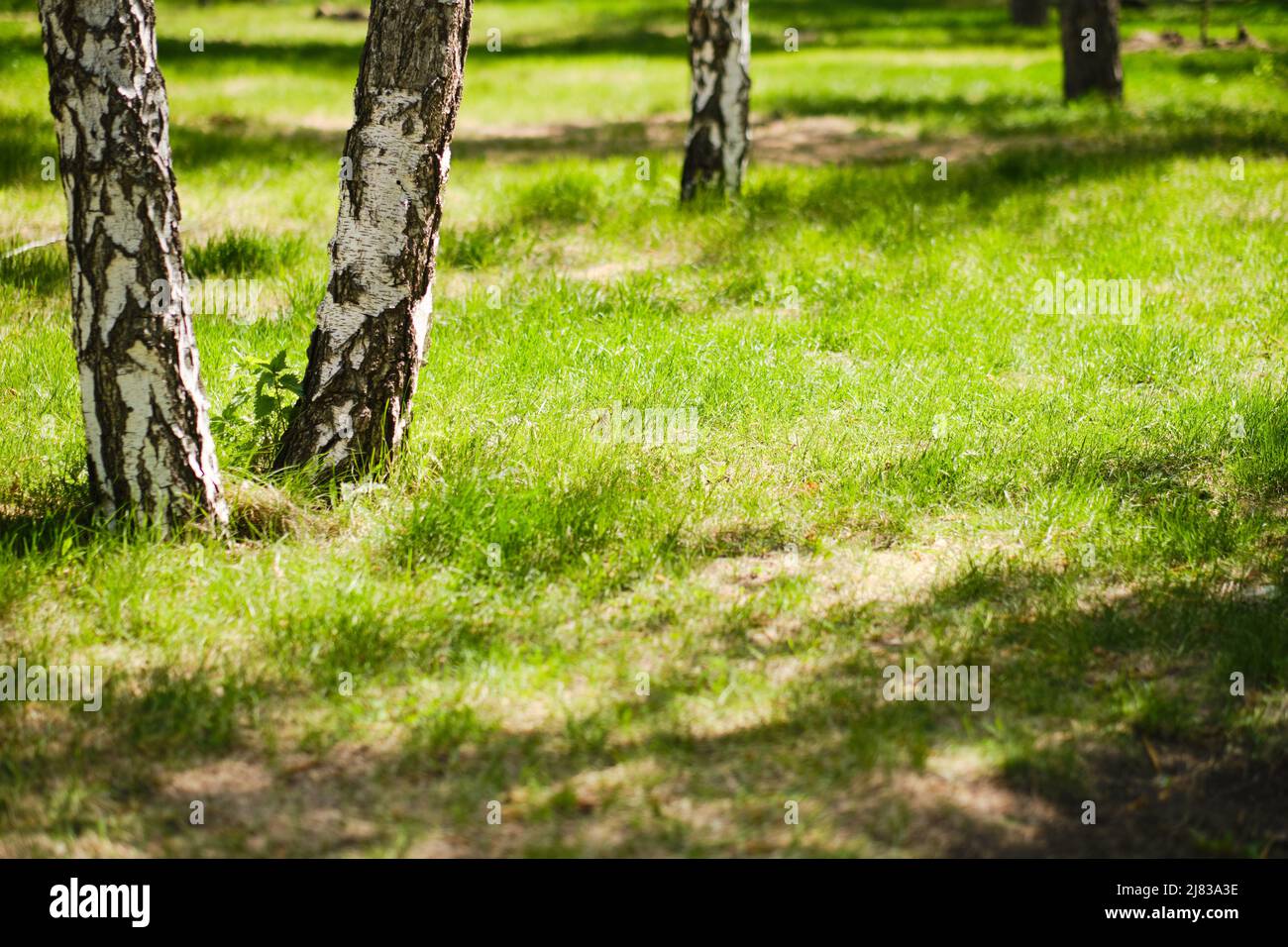 Prato verde nel parco tra gli alberi in luminosa, calda giornata di sole Foto Stock