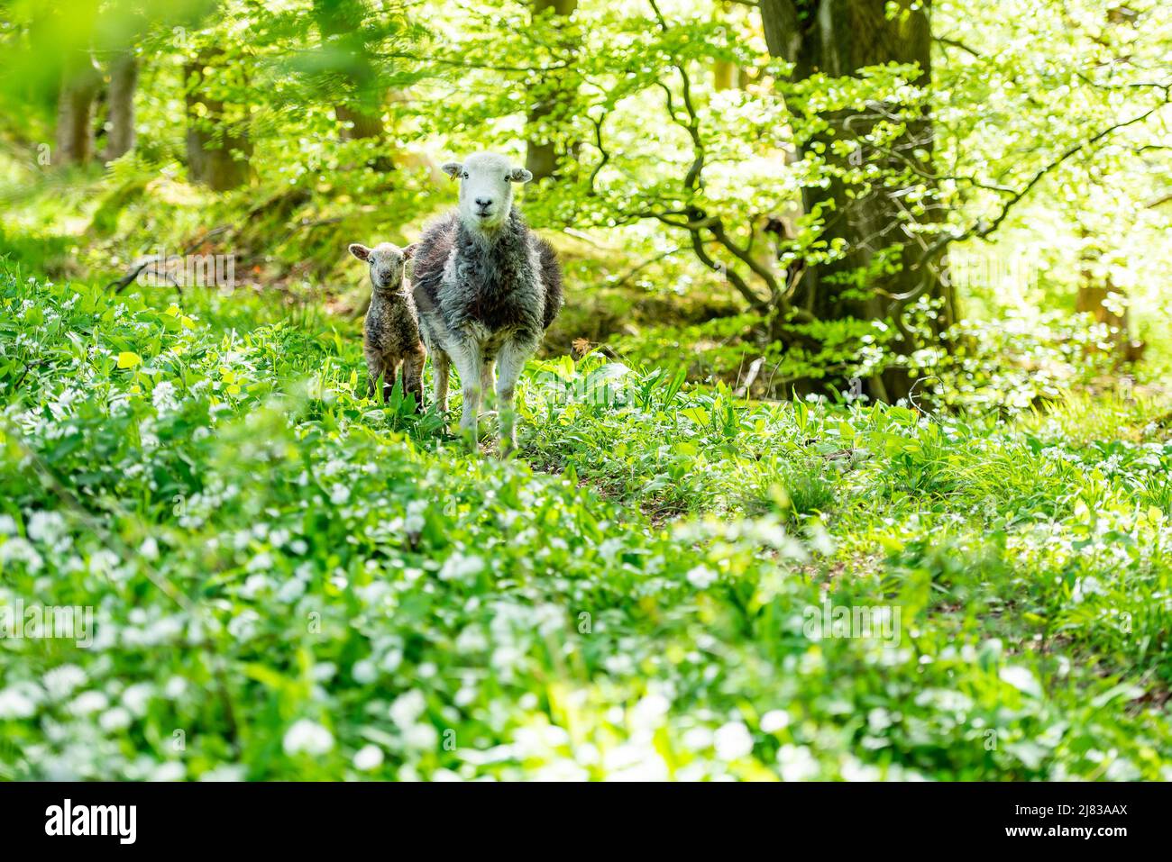 Clitheroe, Lancashire, Regno Unito. 12th maggio 2022. A Herdwick pecora e agnello in bosco nella foresta di Bowland vicino Clitheroe, Lancashire, UK Credit: John Eveson/Alamy Live News Foto Stock