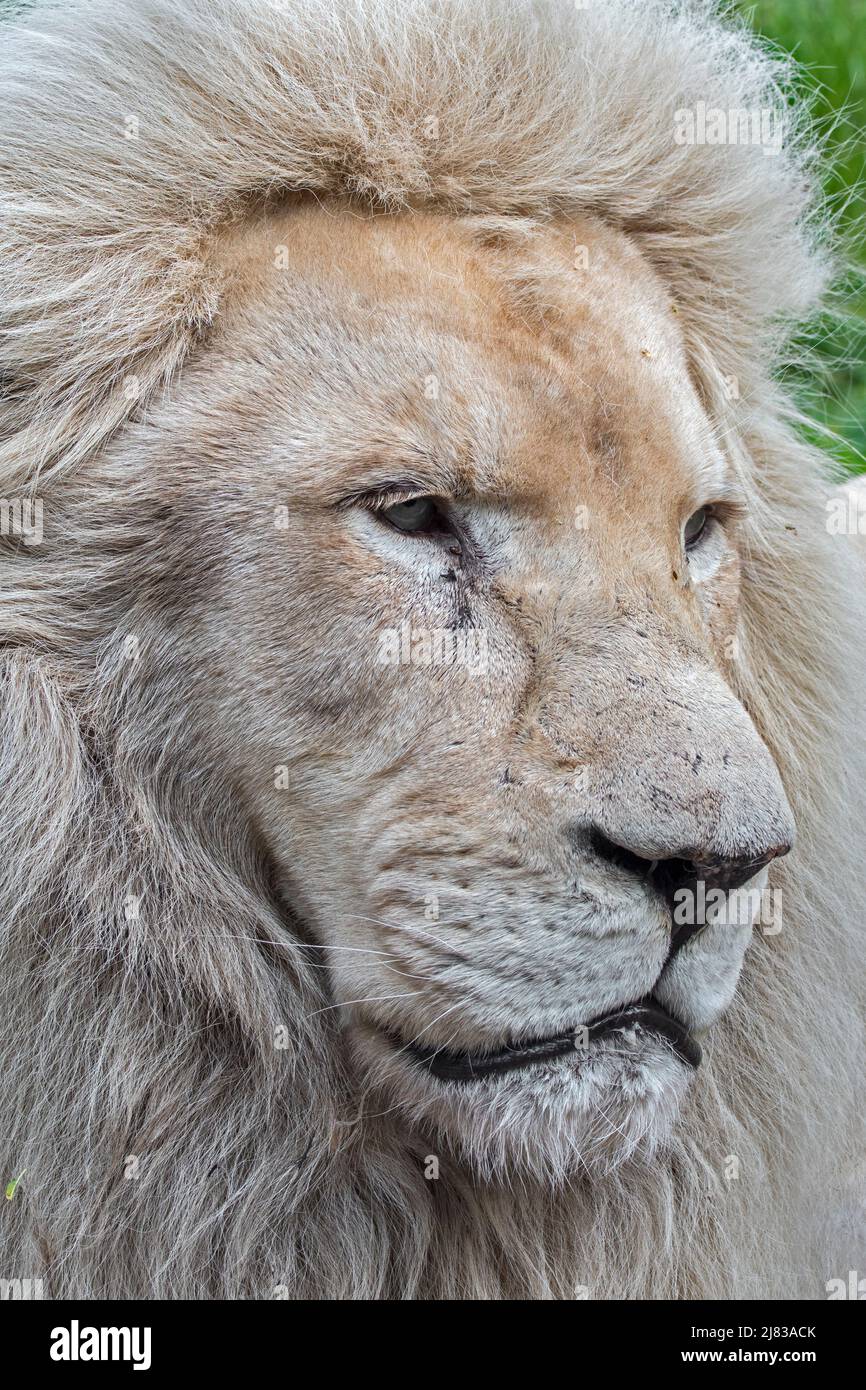 Leucistic maschio di leone bianco (Panthera leo krugeri) rare morph con una condizione genetica chiamato leucism che è causata da un doppio allele recessivo Foto Stock