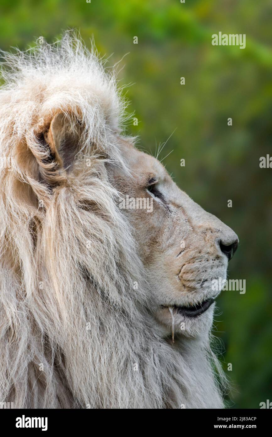 Leucistic maschio di leone bianco (Panthera leo krugeri) rare morph con una condizione genetica chiamato leucism che è causata da un doppio allele recessivo Foto Stock