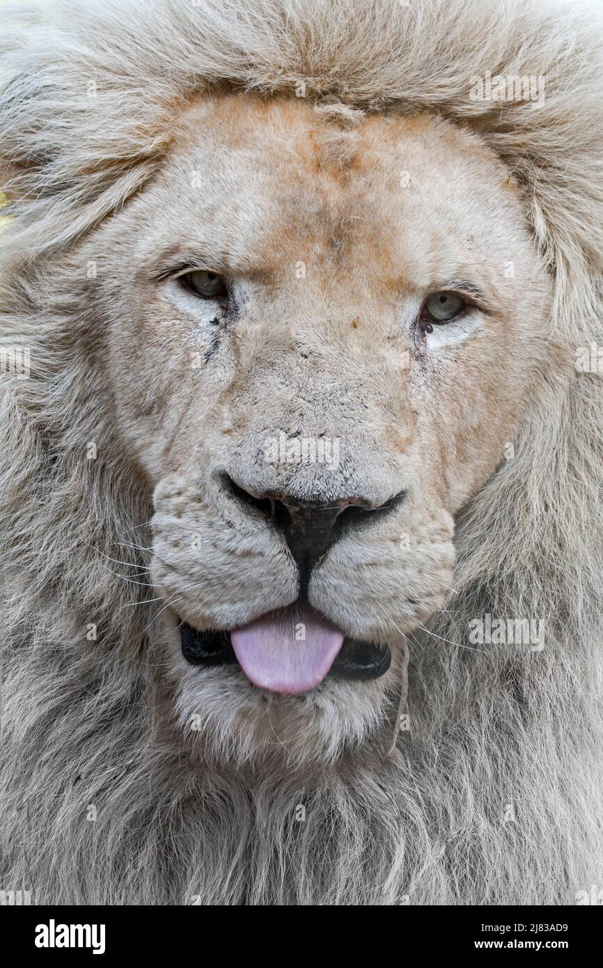 Leucistic maschio di leone bianco (Panthera leo krugeri) rare morph con una condizione genetica chiamato leucism che è causata da un doppio allele recessivo Foto Stock