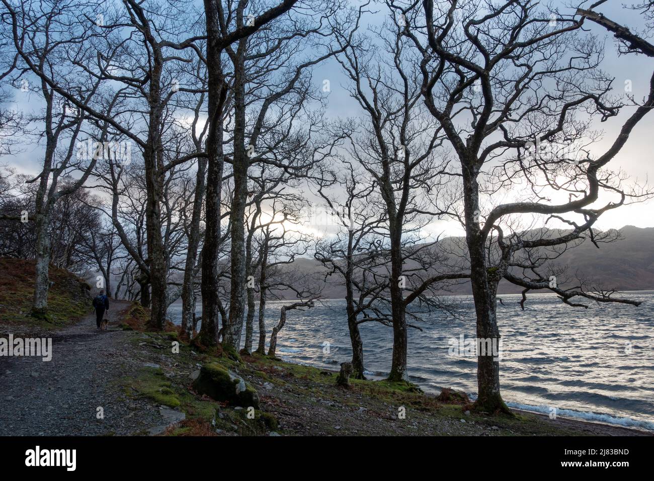 Paesaggi del Regno Unito: Persona che cammina un cane alongede Loch Morar vicino Mallaig in inverno, Highlands scozzesi, Scozia, Regno Unito Foto Stock
