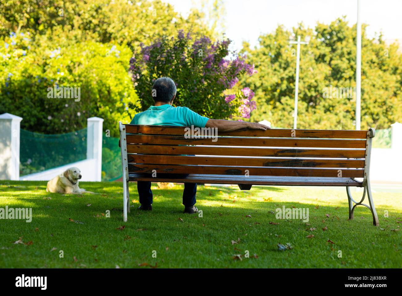 Vista posteriore dell'anziano biraciale seduto su panca e cane adagiato su terra erbosa contro alberi nel parco Foto Stock