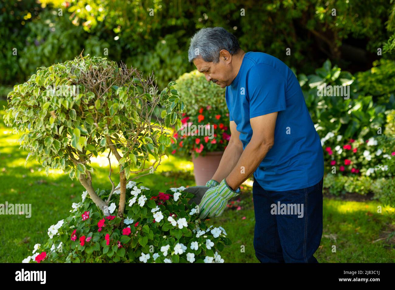 Vista laterale dell'uomo anziano biraciale che indossa guanti che toccano i fiori mentre si trova vicino alle piante nel cortile Foto Stock