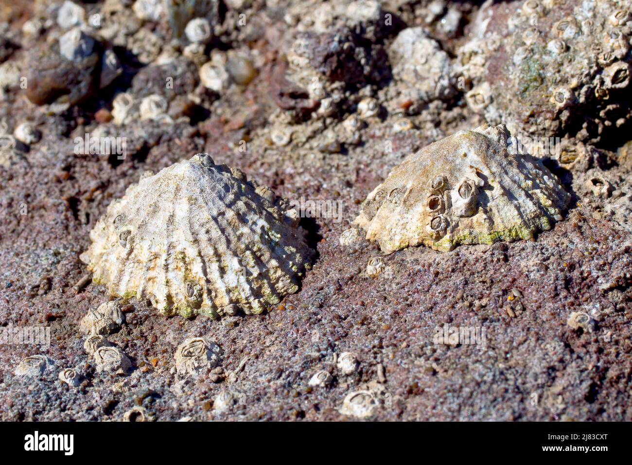 Primo piano di due limpet (rotula vulgata) attaccate ad una roccia di arenaria rossa sulla spiaggia a bassa marea. Foto Stock
