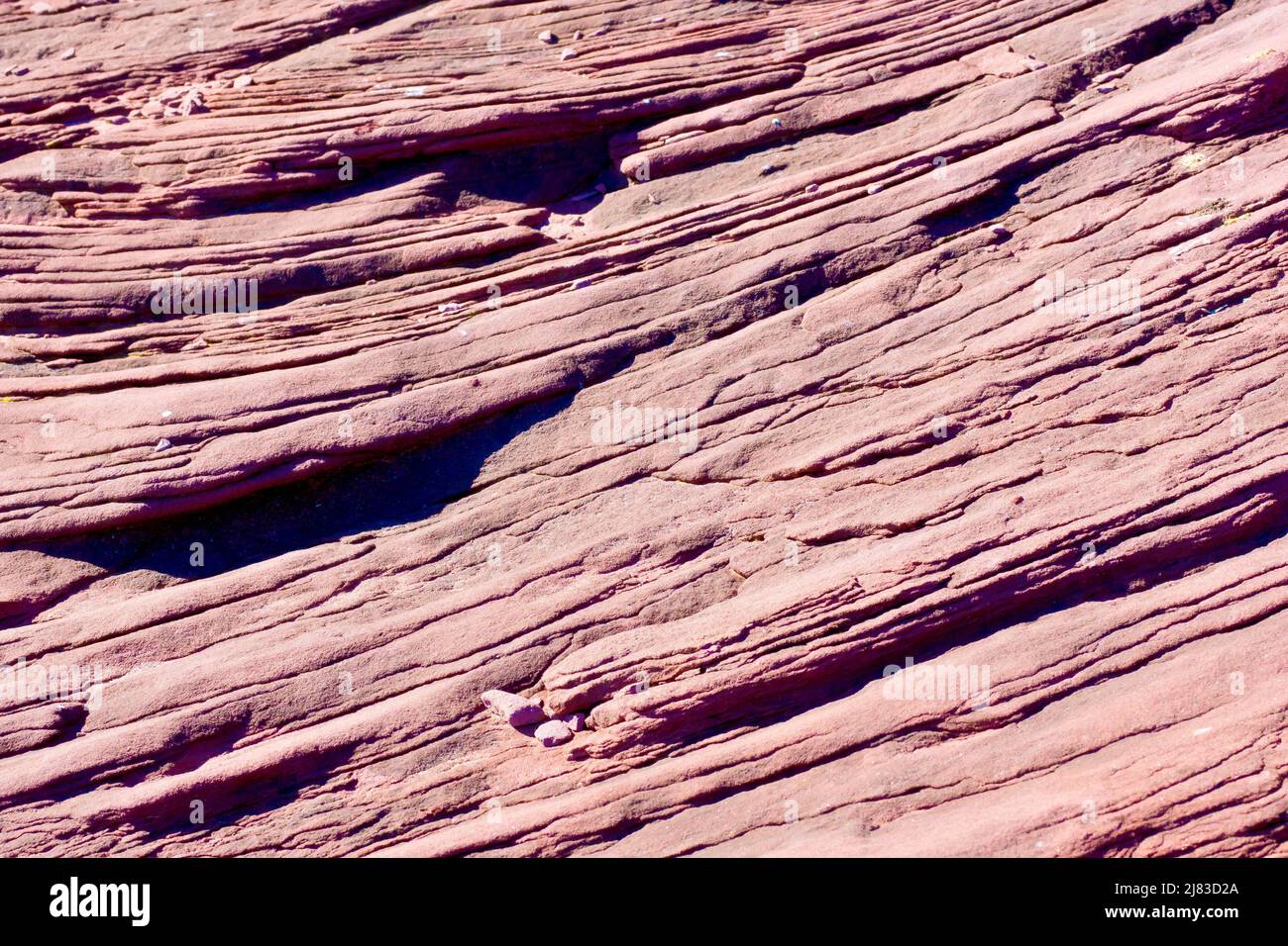 Primo piano che mostra gli strati fini delle scogliere di arenaria rossa a nord della città di Arbroath sulla costa orientale della Scozia. Foto Stock