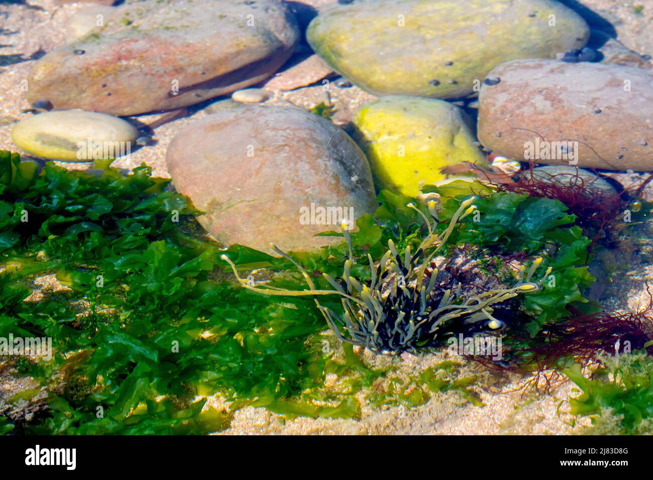 Primo piano dell'interno di una piccola rockpool, che mostra varie alghe comuni, principalmente lattuga marina (ulva lactua) e un giovane rack. Foto Stock