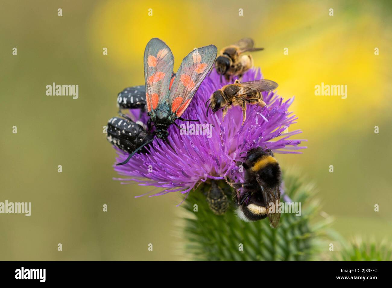 Diversità degli insetti, ape del solco a zampe gialle (Halictus scabiosae), Bumblebee (Bombus) burnet a sei punti (Zygaena filipendulae), coleottero di rose piangenti Foto Stock