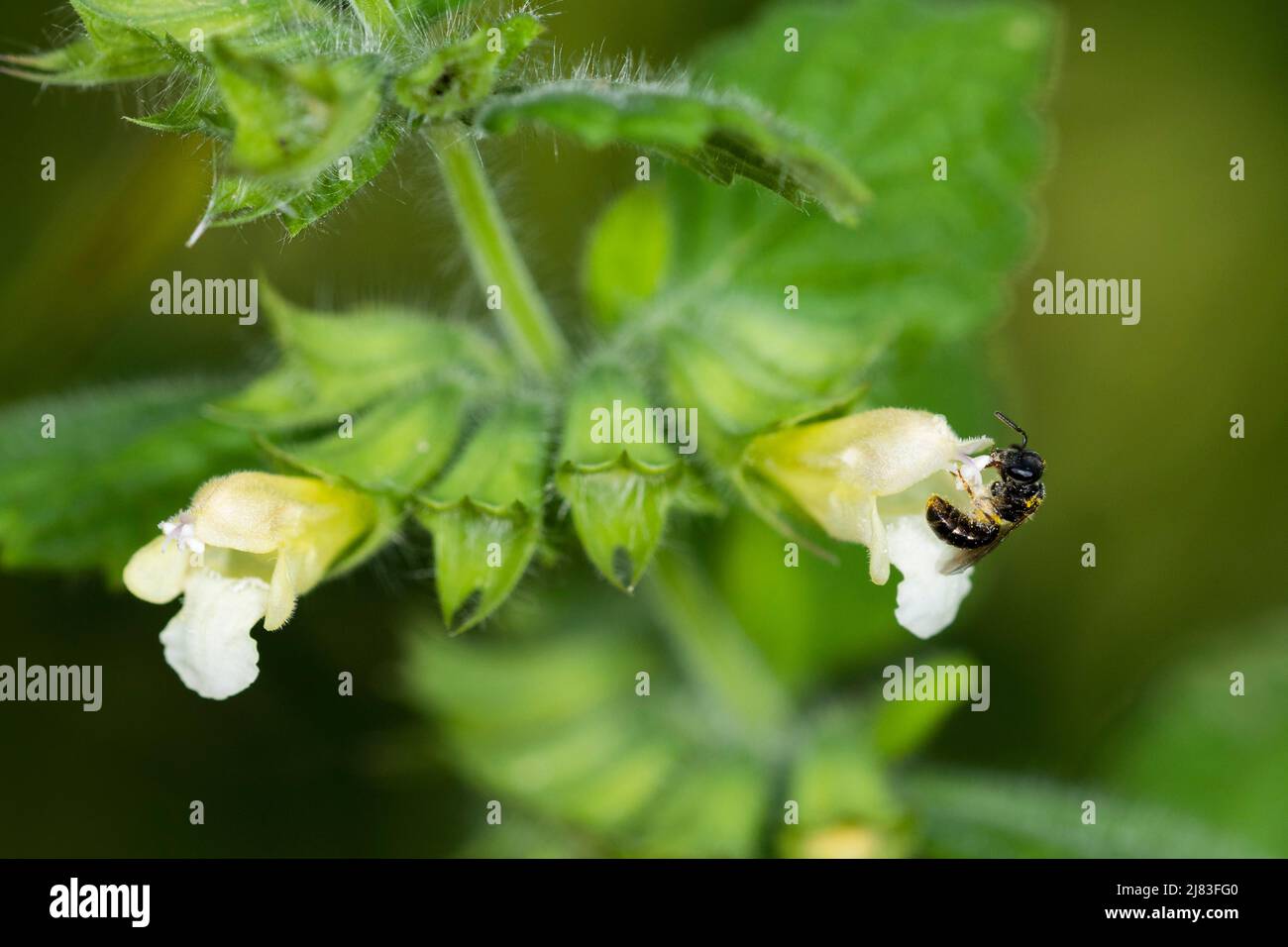 L'ape sudorante (Lasioglossum) si apre antere con polline, balsamo al limone (Melissa officinalis), Soletta, Svizzera Foto Stock