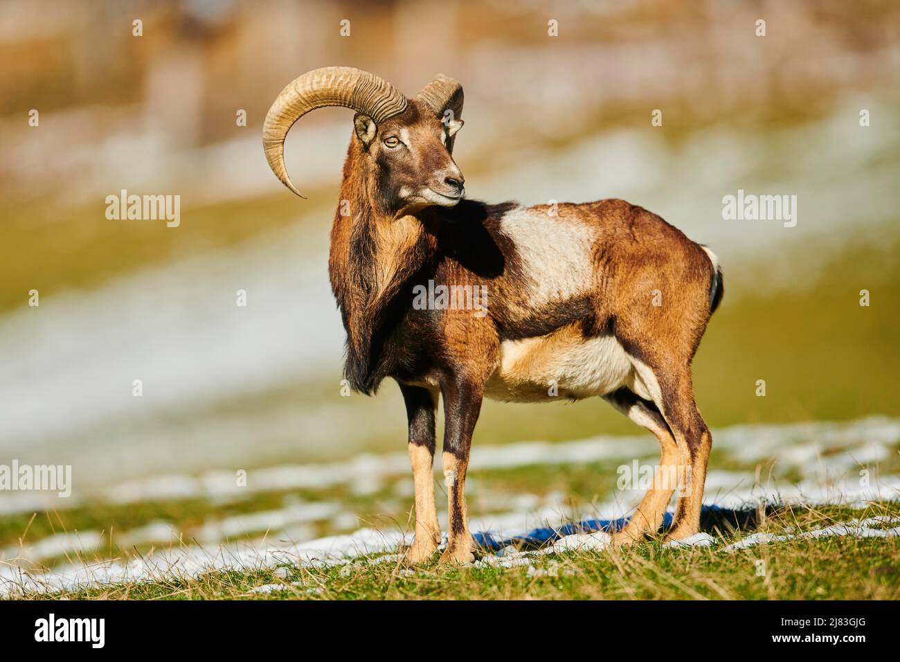 Mouflon europeo (Ovis aries musimon) RAM (maschio) nelle alpi, Parco Naturale Aurach, Kitzbuehl, Austria Foto Stock