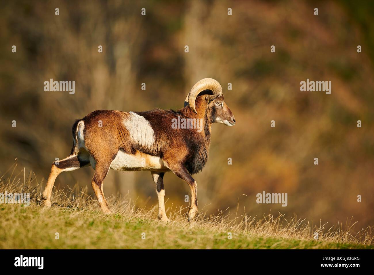 Mouflon europeo (Ovis aries musimon) RAM (maschio) nelle alpi, Parco Naturale Aurach, Kitzbuehl, Austria Foto Stock