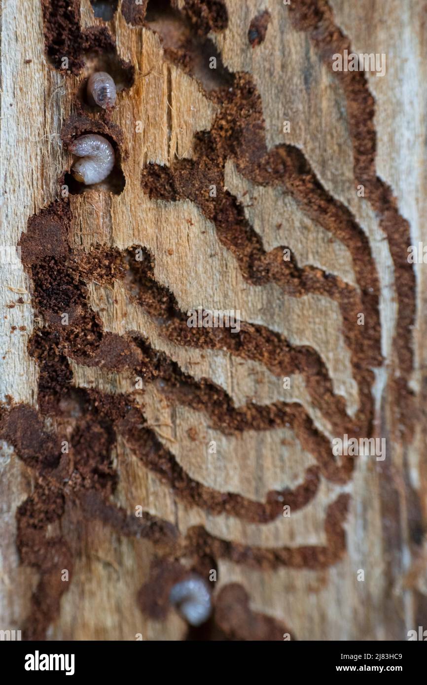 Abete rosso europeo (IPS tipographus), larve in legno, Hattingen, Renania settentrionale-Vestfalia, Germania Foto Stock