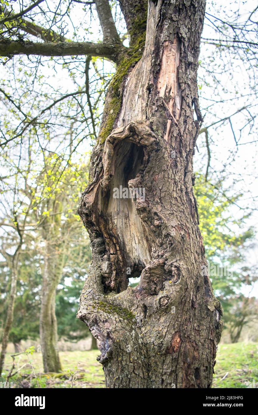 Prato di Orchard come zona di conservazione della natura, alberi di cavità come habitat importanti di riproduzione e nidificazione, Duesseldorf, Germania Foto Stock