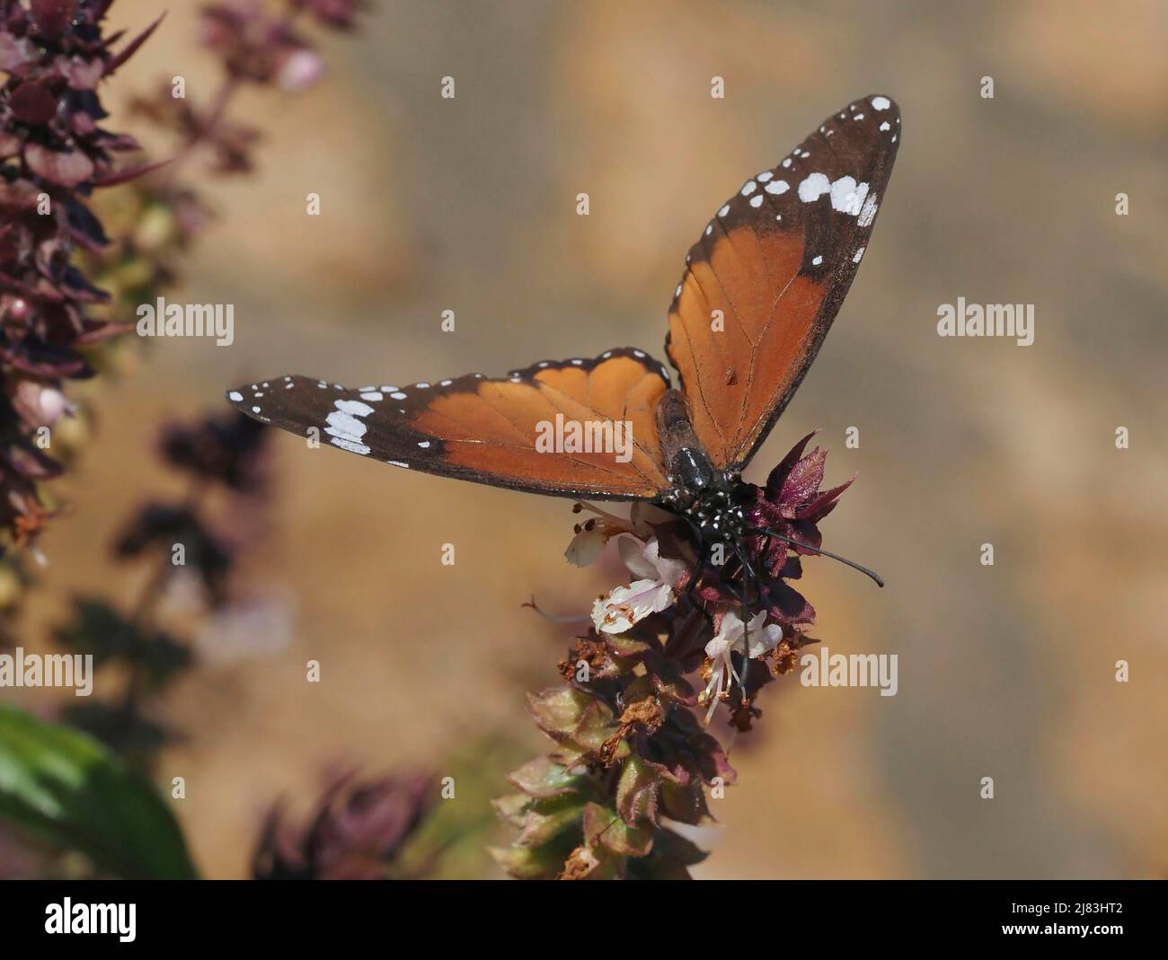 Macro, Monarca falterniano (Danaus chrysippus) Foto Stock