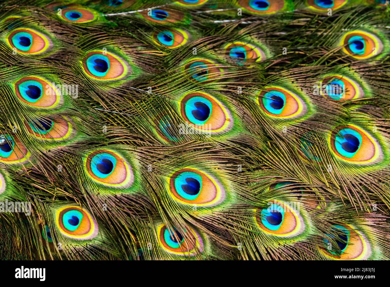 Le piume di coda di un pavone maschio Foto Stock