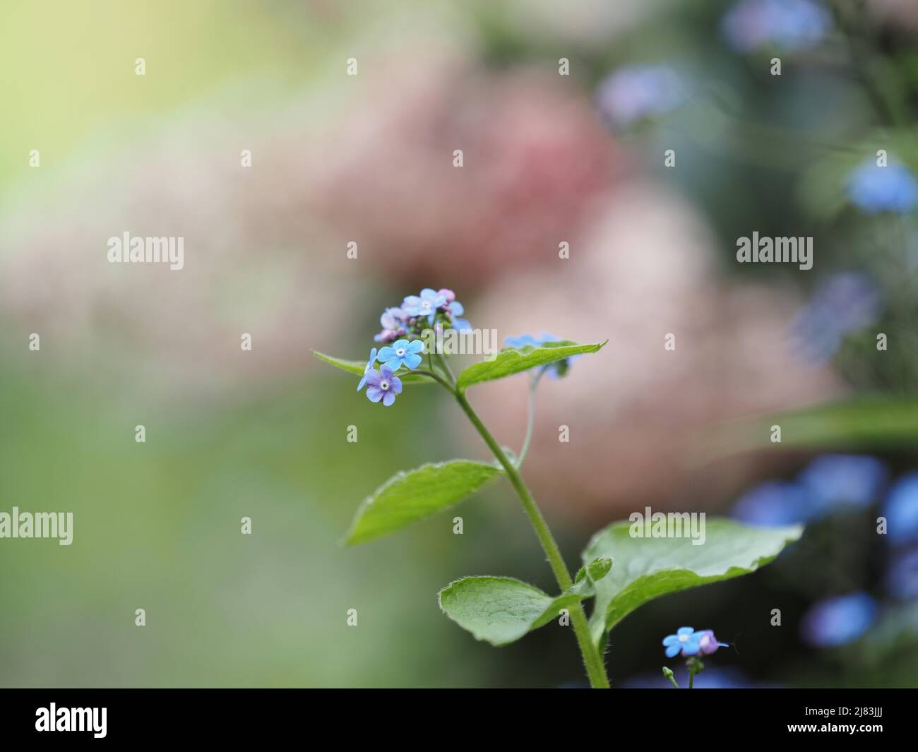 Legno Forget-me-Not (Myosotis sylvatica), Leoben, Stiria, Austria Foto Stock
