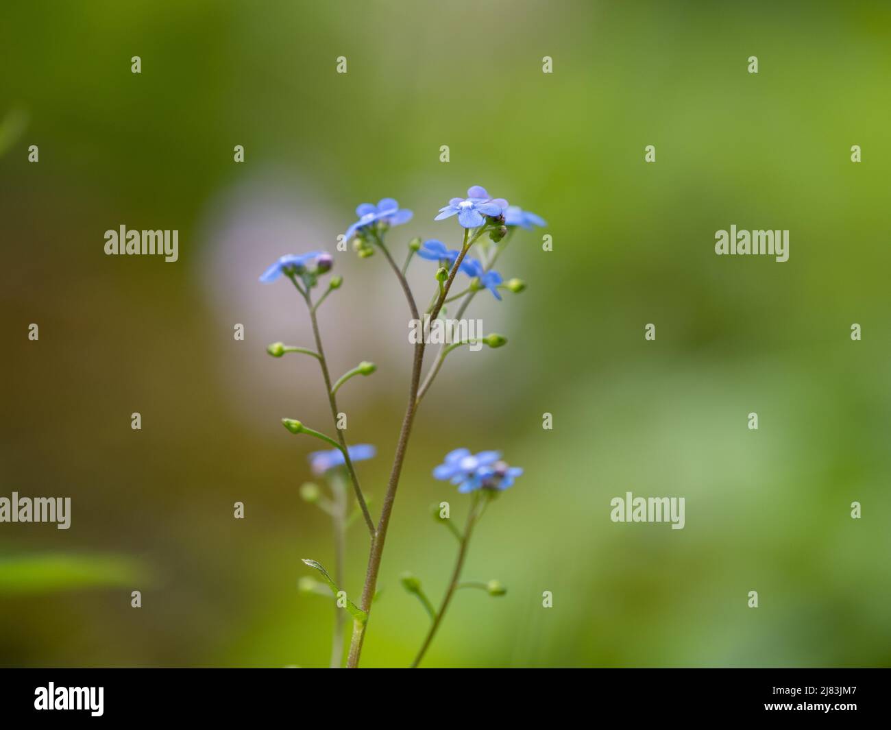 Legno Forget-me-Not (Myosotis sylvatica), Leoben, Stiria, Austria Foto Stock