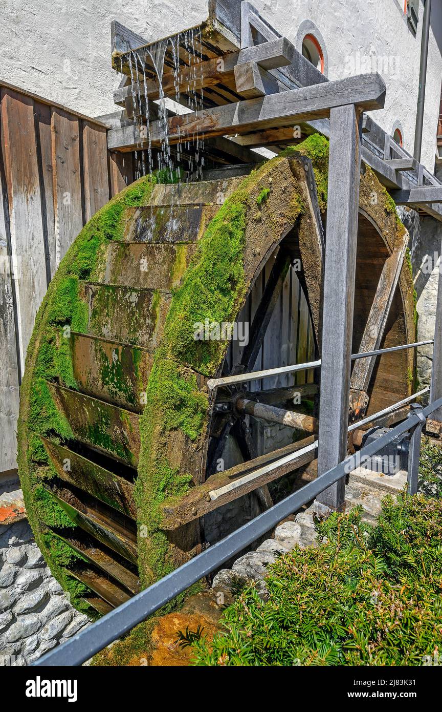 La ruota d'acqua di muschio del mulino di asini dal 1436, Wangen im Allgaeu, Baden-Wuerttemberg, Germania Foto Stock