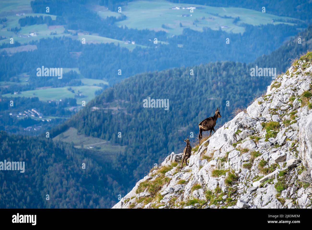 Gemse mit Kitz, Lofer Steinberge, Tirol, Oesterreich Foto Stock
