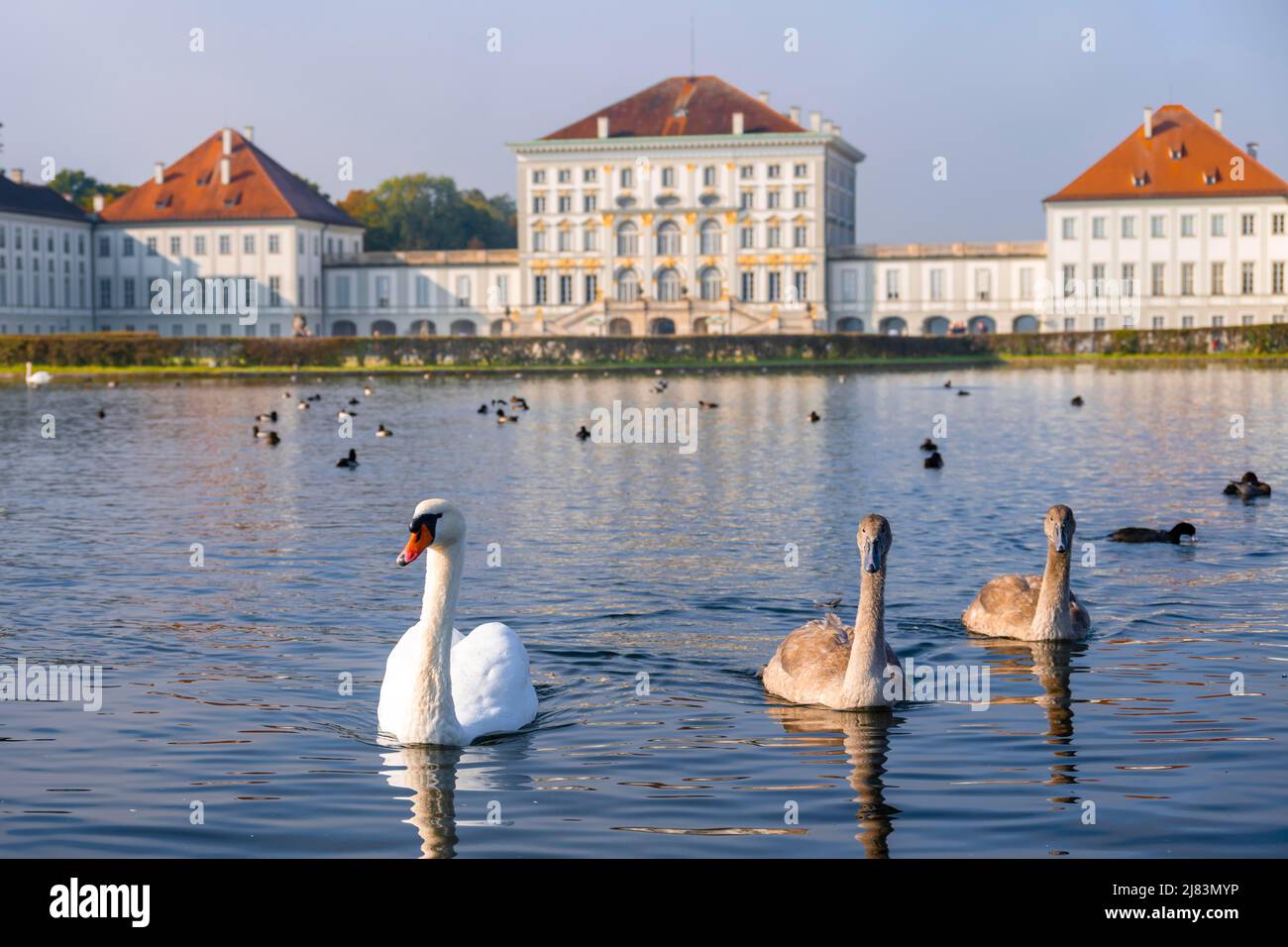 Swans nuoto di fronte al Palazzo Nymphenburg, Palace Garden, Monaco, Baviera, Germania Foto Stock