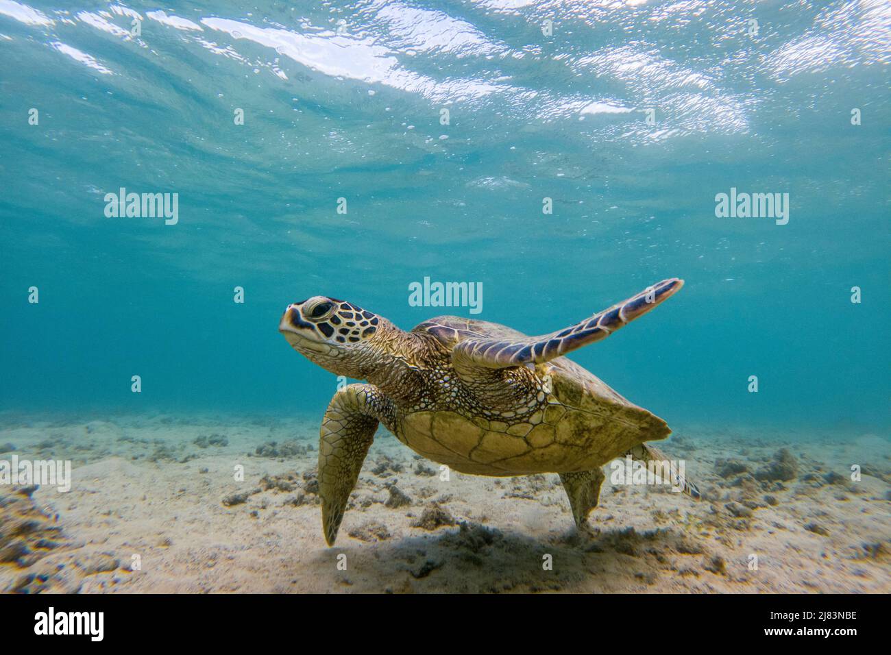 Gruene Meeresschildkroete (Chelonia mydas), unter Wasser, Anini Beach, Kauai, Hawaii, USA Foto Stock
