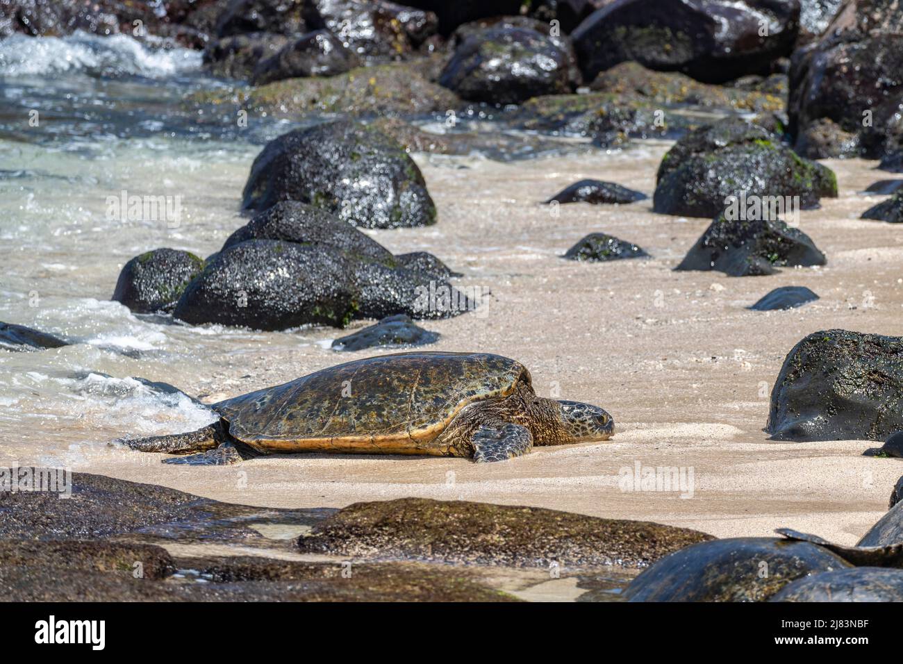 Gruene Meeresschildkroete (Chelonia mydas), am Strand, Hookipa Beach Park, Maui, Hawaii, USA Foto Stock