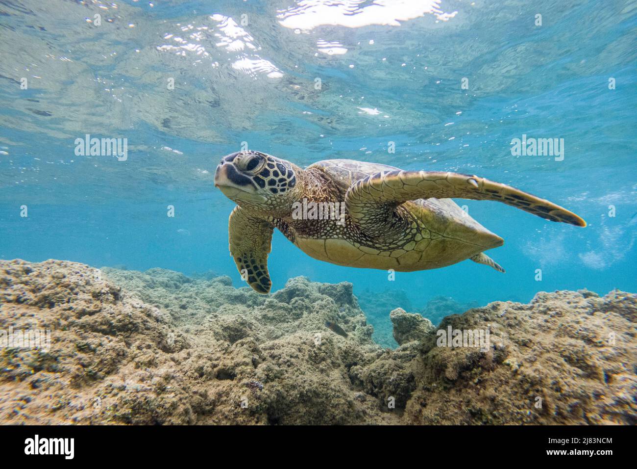 Gruene Meeresschildkroete (Chelonia mydas), unter Wasser, Tunnels Beach, Kauai, Hawaii, USA Foto Stock