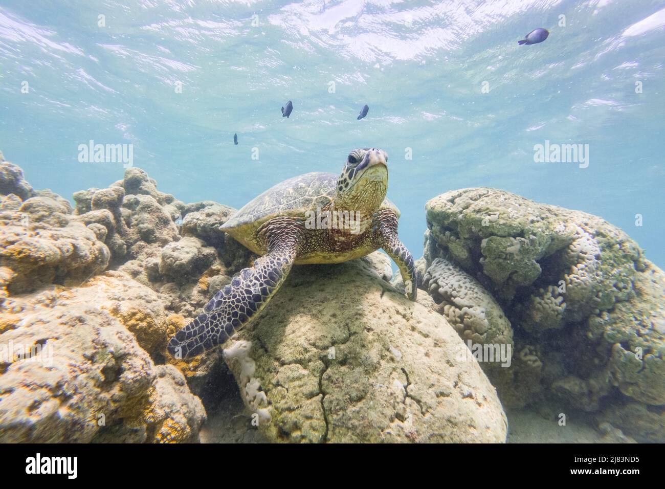 Gruene Meeresschildkroete (Chelonia mydas), unter Wasser, Anini Beach, Kauai, Hawaii, USA Foto Stock