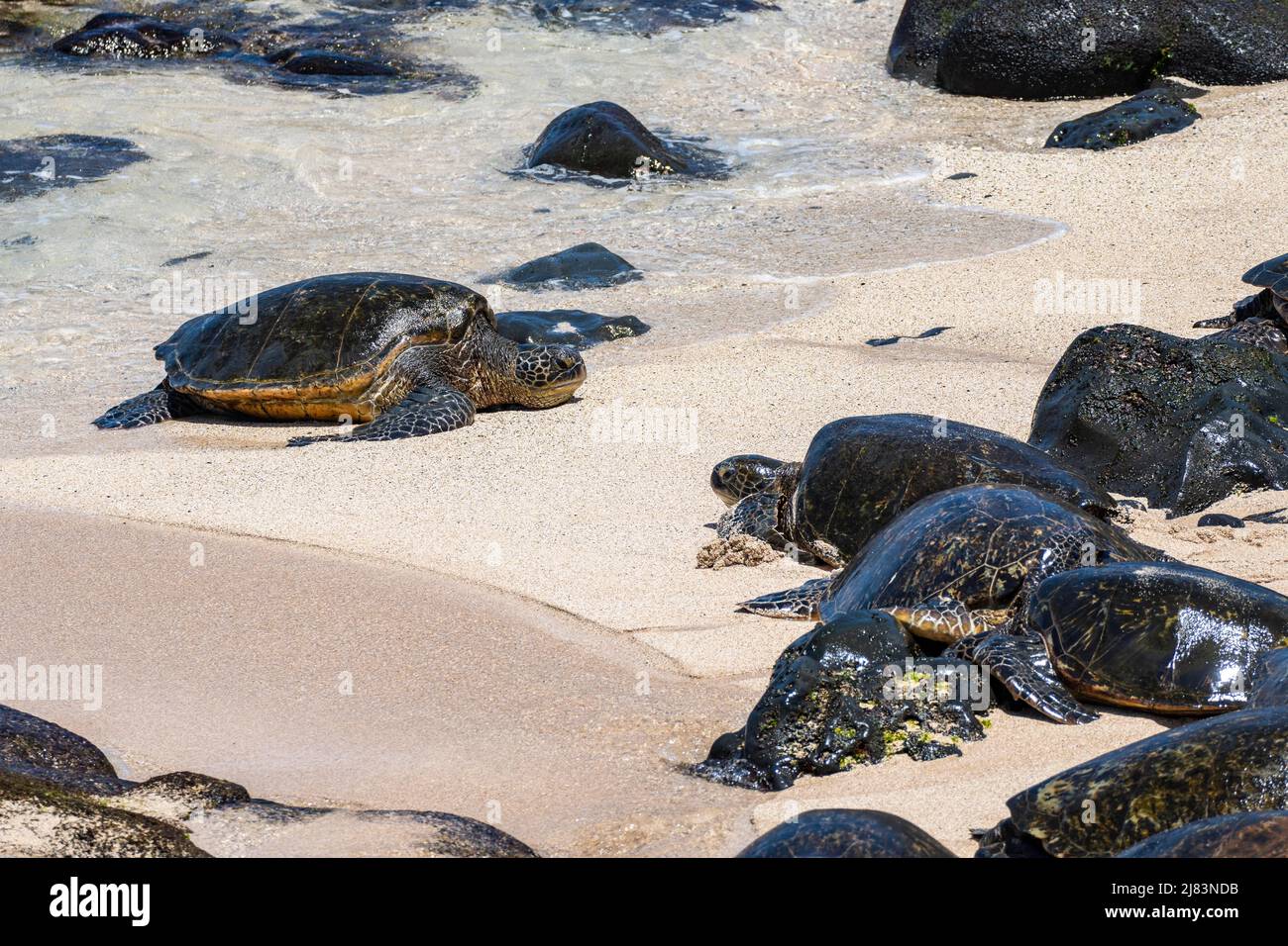 Gruene Meeresschildkroete (Chelonia mydas), am Strand, Hookipa Beach Park, Maui, Hawaii, USA Foto Stock
