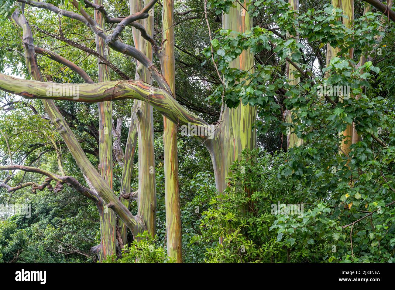 Regenbogen Eukalyptus (Eucalyptus Deglupta), Maui, Hawaii, USA Foto Stock