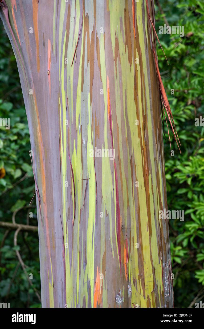 Farbige Rinde des Regenbogen Eukalyptus (Eucalyptus Deglupta), Maui, Hawaii, USA Foto Stock