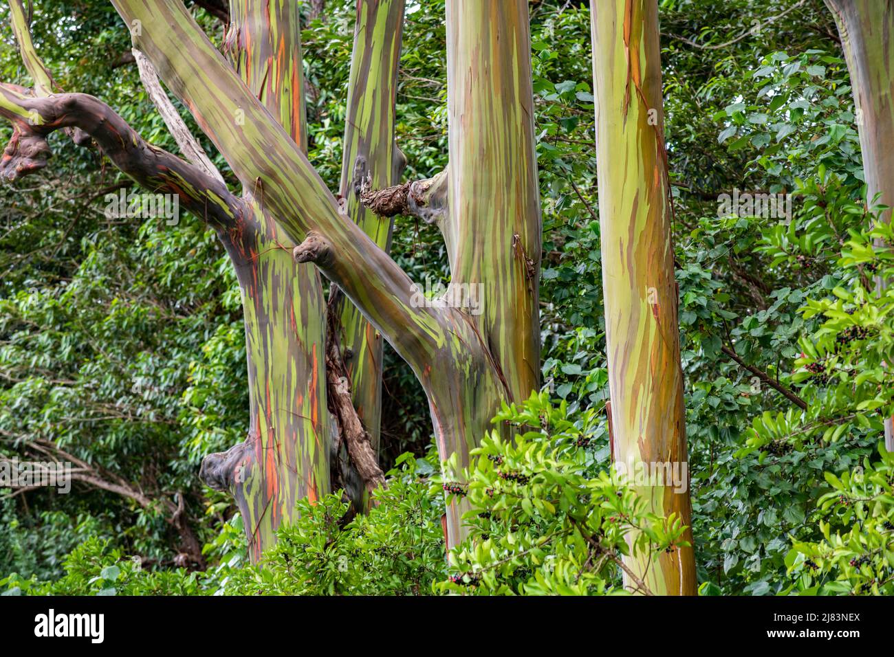 Regenbogen Eukalyptus (Eucalyptus Deglupta), Maui, Hawaii, USA Foto Stock