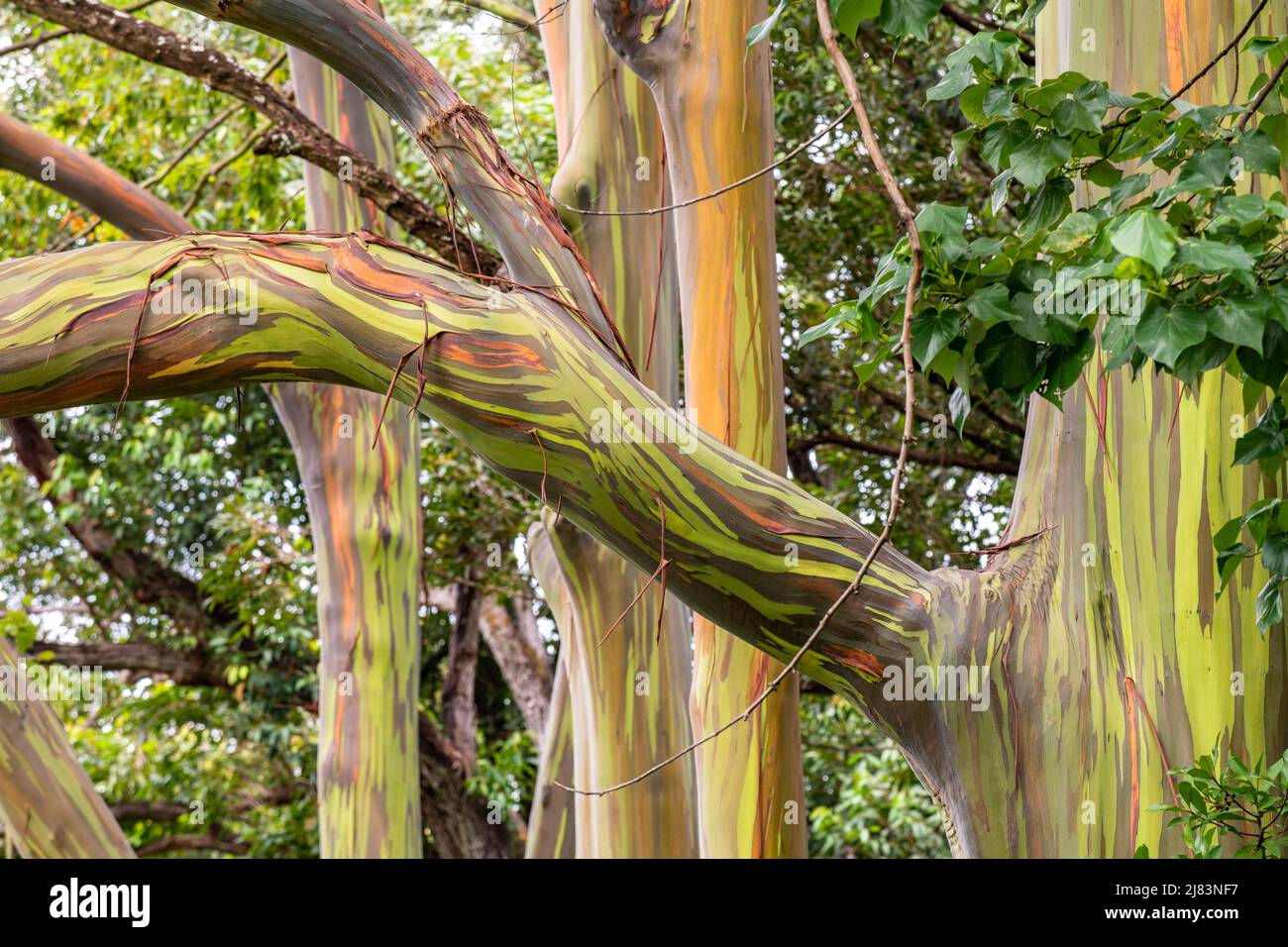 Farbige Rinde des Regenbogen Eukalyptus (Eucalyptus Deglupta), Maui, Hawaii, USA Foto Stock