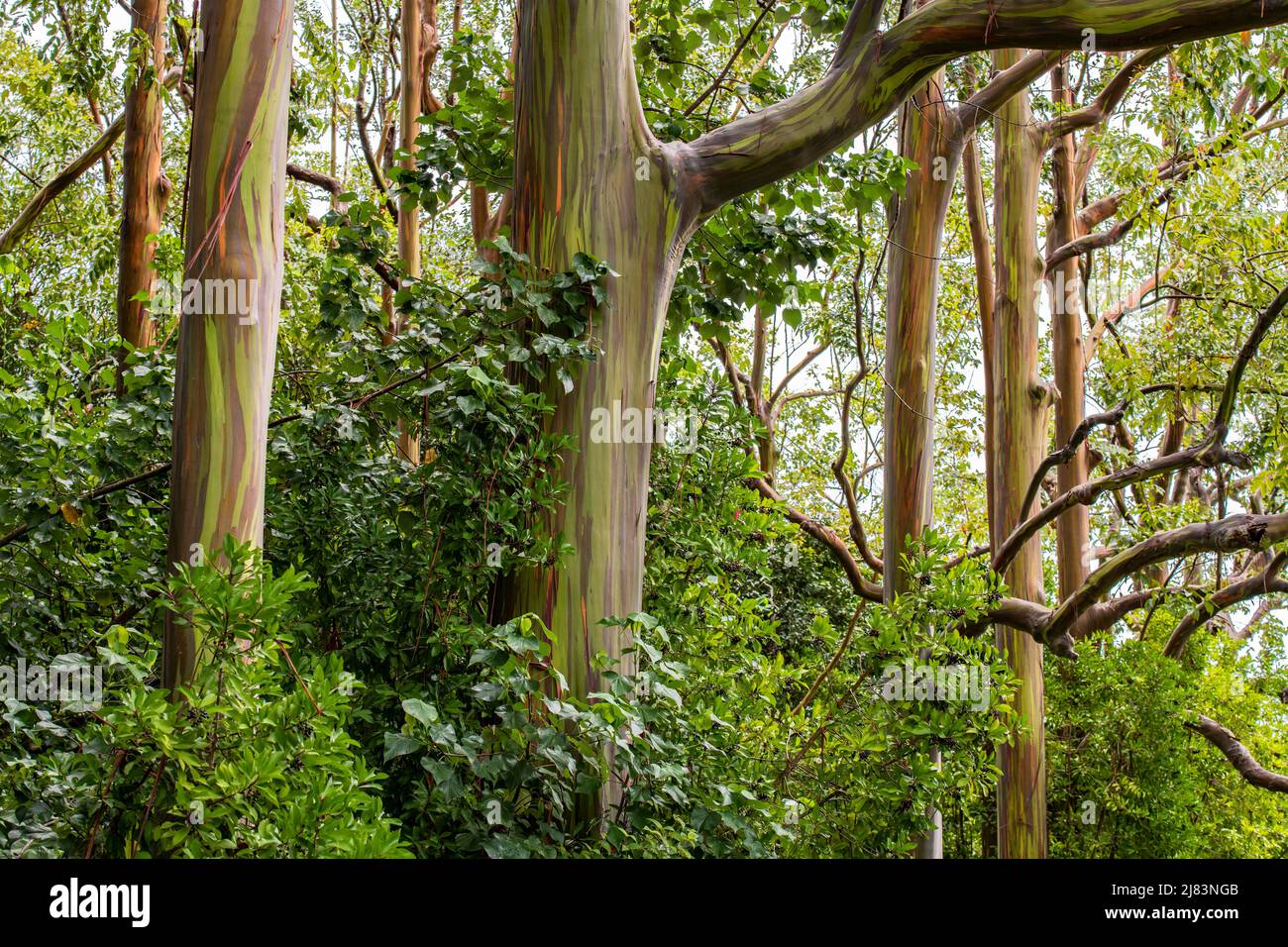 Regenbogen Eukalyptus (Eucalyptus Deglupta), Maui, Hawaii, USA Foto Stock