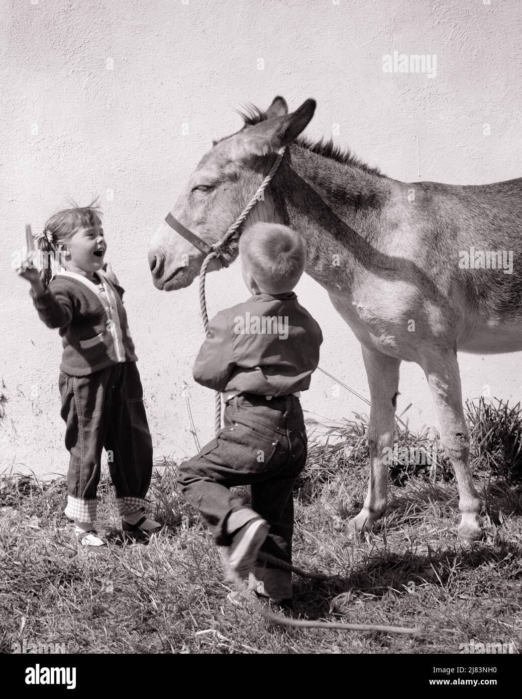 1950S RAGAZZA E RAGAZZO TENGONO L'ALTER DI UN ASINO ACCANTO AD UN MURO DI FIENILE - J8262 HAR001 HARS CURA I MASCHI RISCHIO FRATELLI FIDUCIA PROSSIMO SORELLE B&W FELICITÀ MAMMIFERI E DIVERTIMENTO OPPORTUNITÀ DI RICREAZIONE HALTER FRATELLO GEMMA ASINO RESPONSABILITÀ CONCETTUALE ELEGANTE GIOVANI MAMMIFERO MULO TOGETHERNESS BARNYARD NERO E BIANCO ETNIA CAUCASICA HAR001 VECCHIO STILE Foto Stock