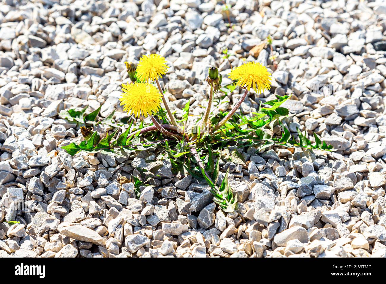 Fiori di dandelioni gialli che crescono sul terreno roccioso in estate Foto Stock