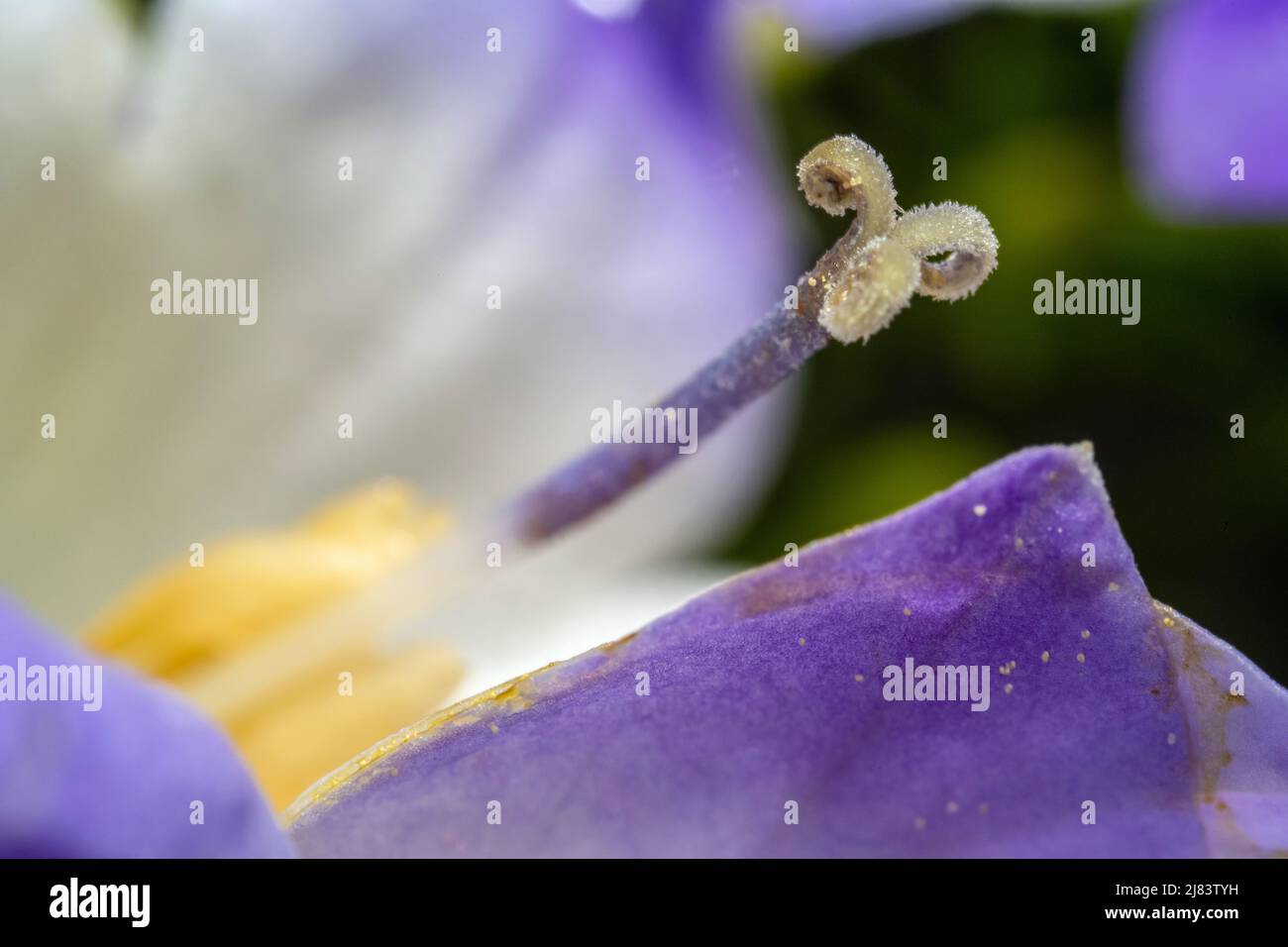 Macro del gambo di un fiore colorato in primavera Foto Stock