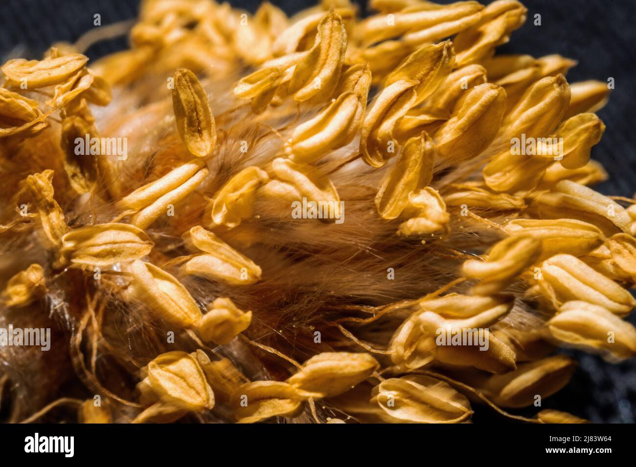 Dettaglio dei pollini di un faggio di colore giallo Foto Stock