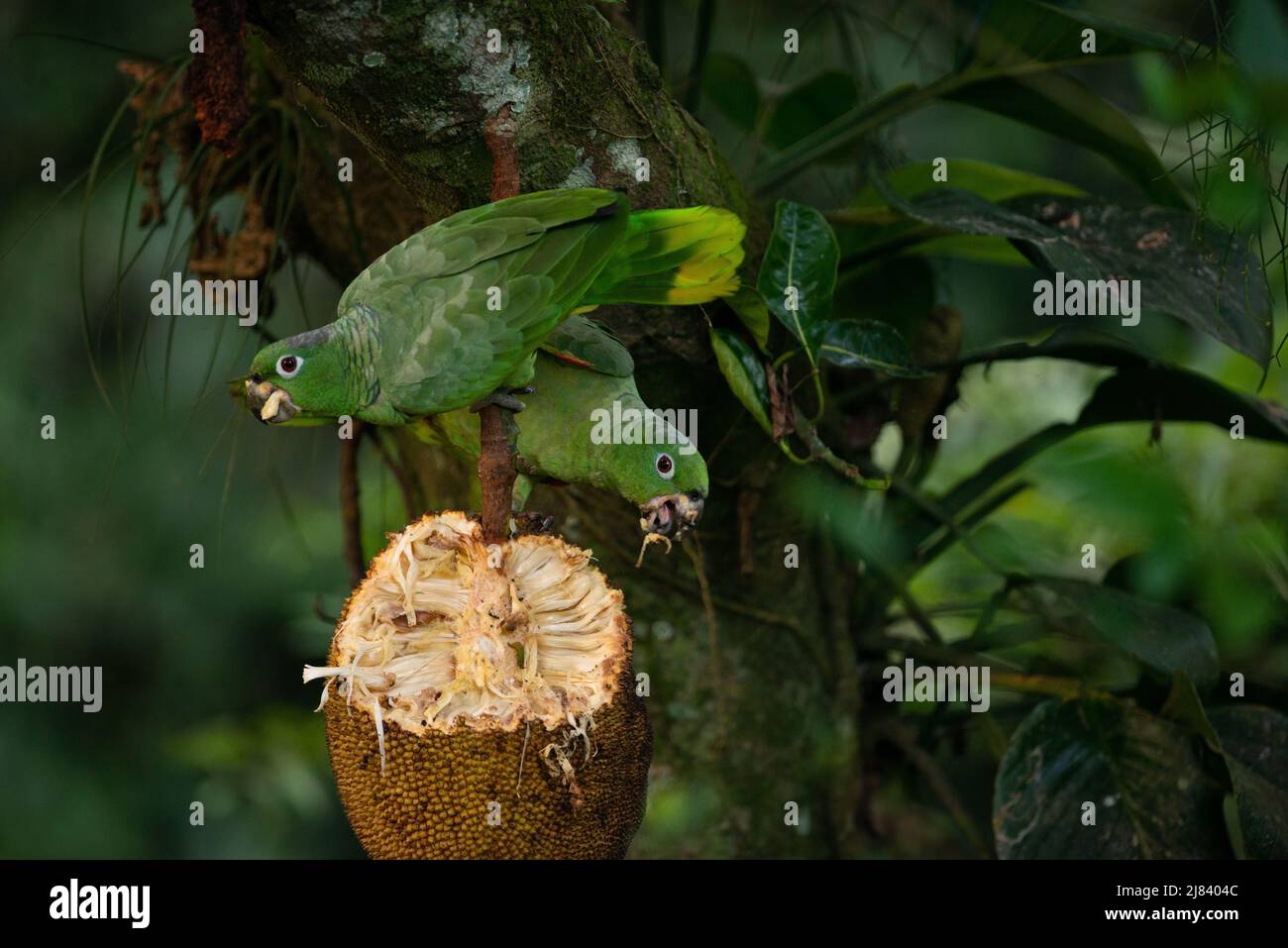Un paio di pappagalli di Mealy (Amazonfarinosa) che si nutrono di un Jackfruit nella foresta pluviale atlantica del Brasile se Foto Stock