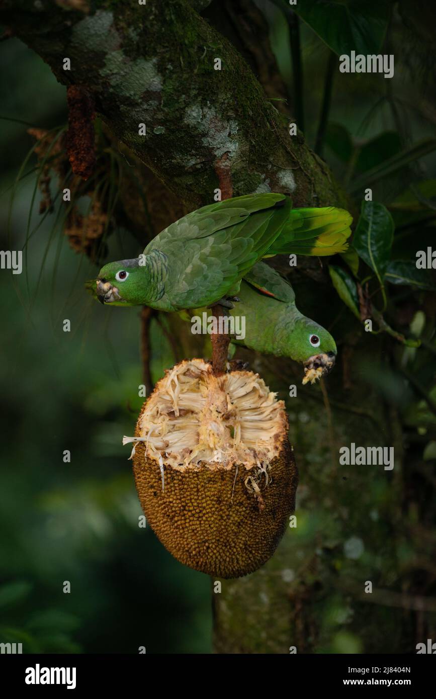 Un paio di pappagalli di Mealy (Amazonfarinosa) che si nutrono di un Jackfruit nella foresta pluviale atlantica del Brasile se Foto Stock