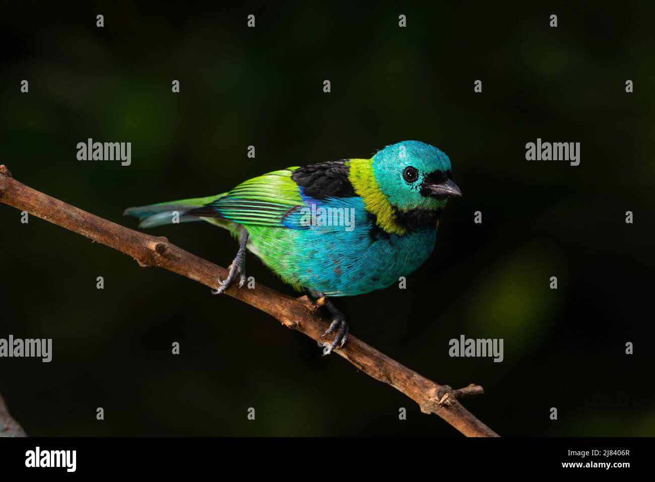 Un Tanager a testa verde (seledon di Tangara) dalla foresta pluviale atlantica del Brasile se Foto Stock