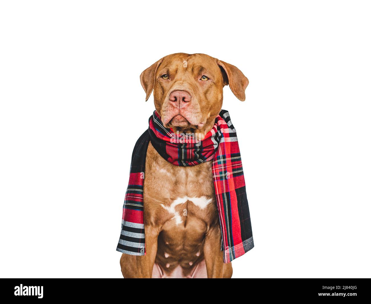 Adorabile cane marrone. Primo piano, in ambienti interni. Sfondo isolato. Concetto di cura degli animali domestici Foto Stock