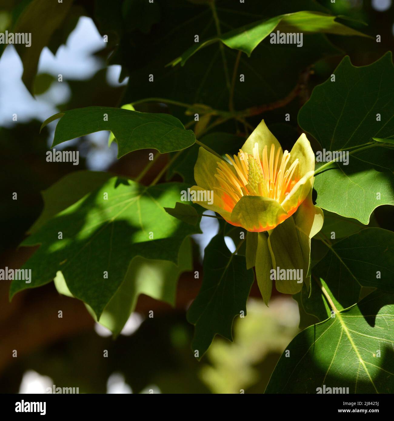 árbol de las tulipas , Liriodendron tulipifera, en primavera Foto Stock