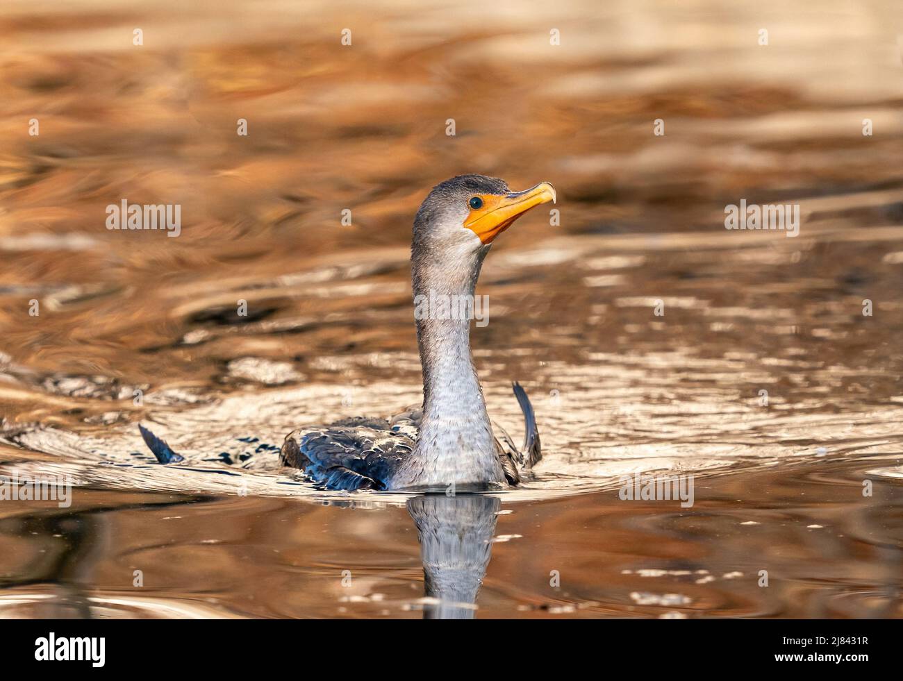 Una doppia crestata Cormorant Juvenile nuoto in un laghetto dorato in inverno. Foto Stock