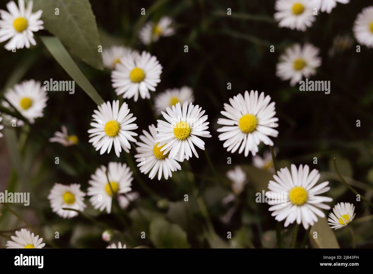 fiori di primavera bianchi come margherite Foto Stock